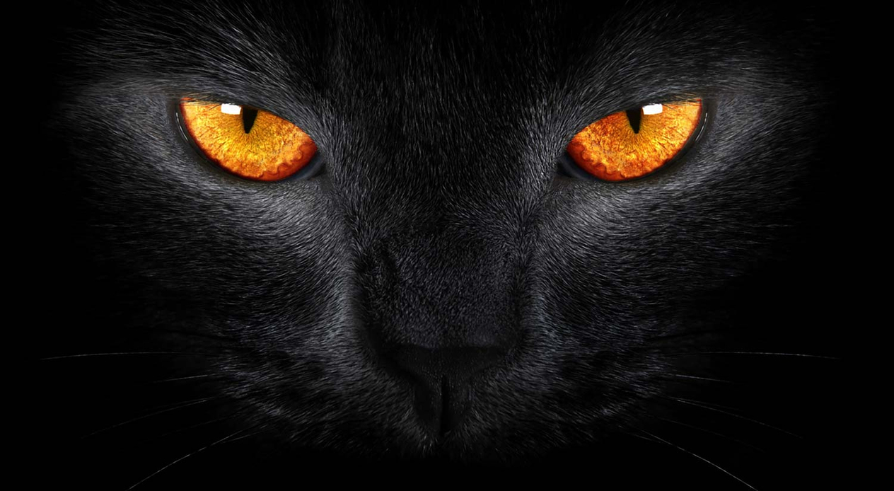 Black Cat Art Print