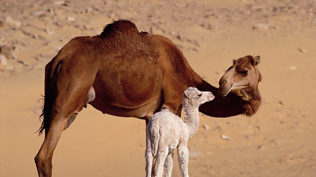Camel And Cub Art Print