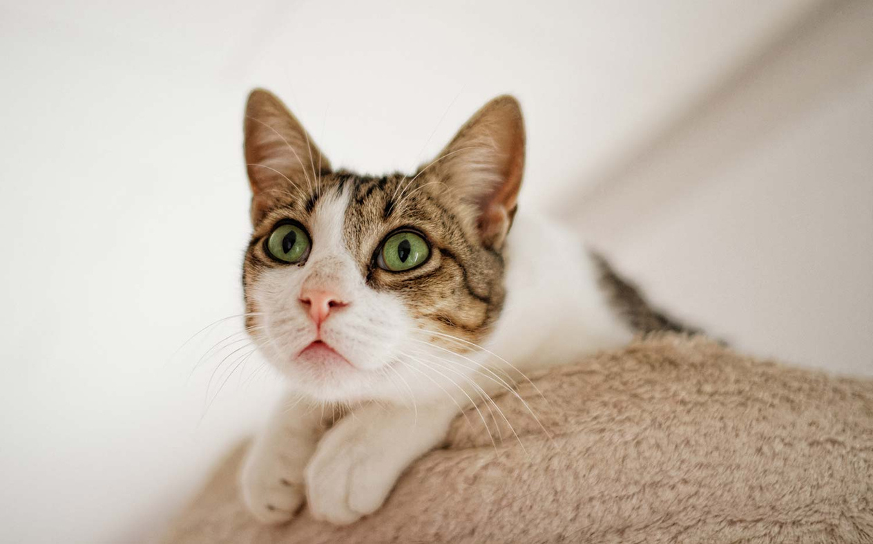 Cat Looking Up Art Print