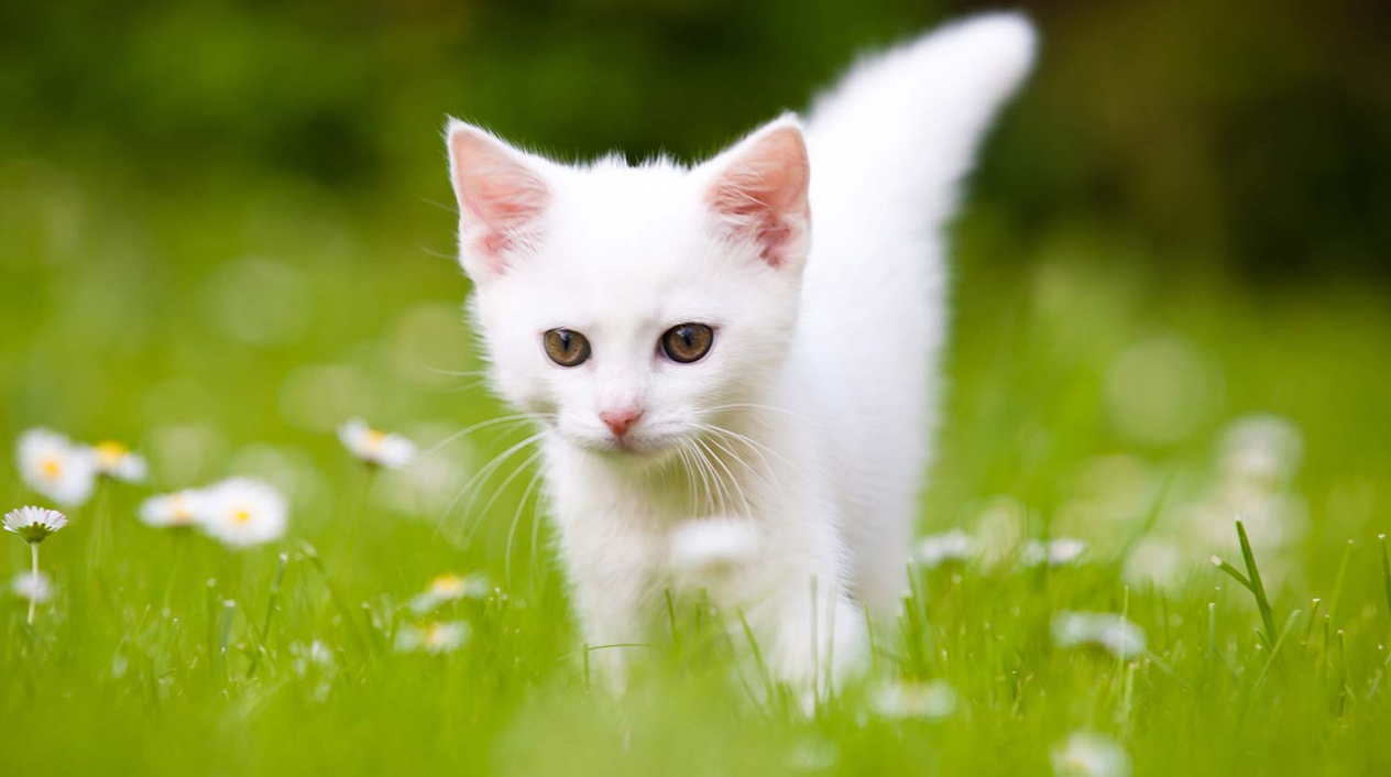 Cute White Kitten Art Print