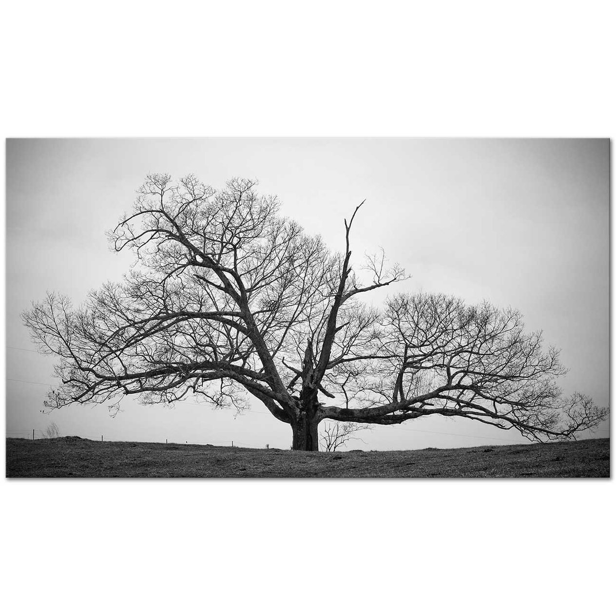 Deep Shadows Art Print