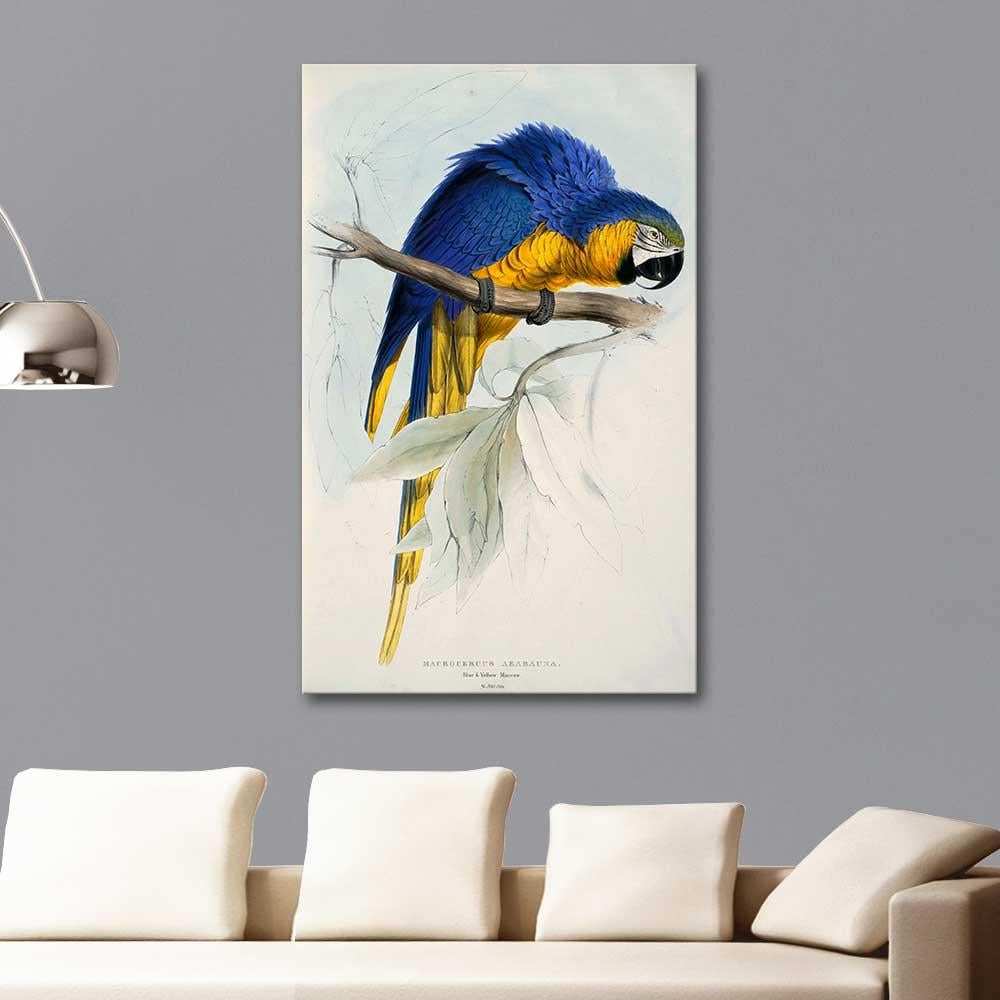 Edward Lear Blue and Yellow Maccaw Art Print
