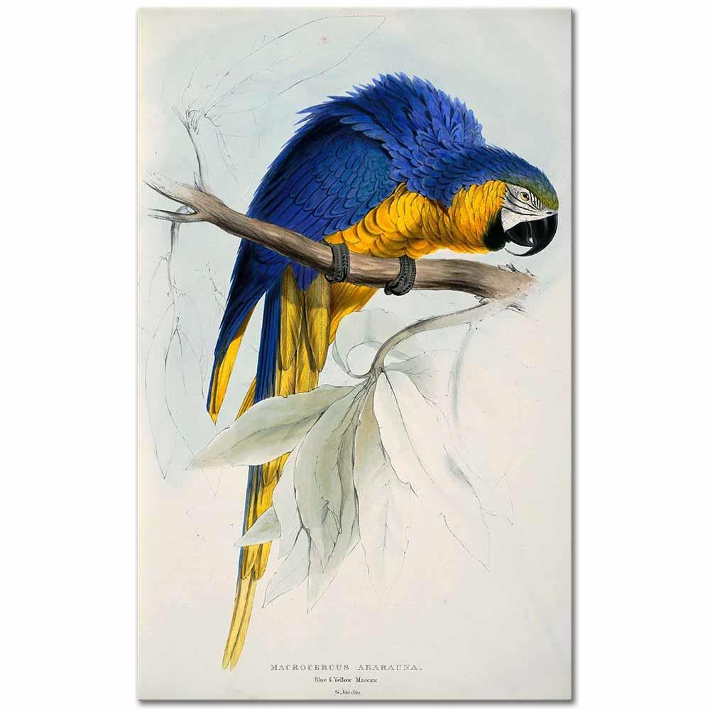 Blue and Yellow Maccaw by Edward Lear