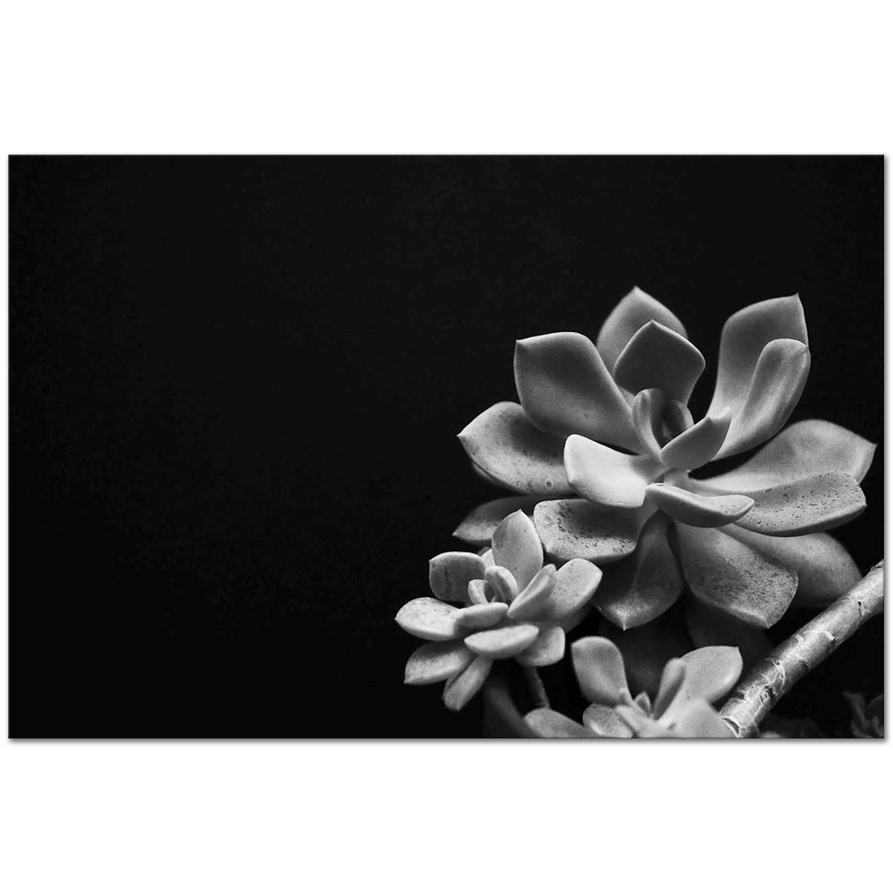 Edward Weston Karanlıkta Eçeverya Çiçeği Kanvas Tablo