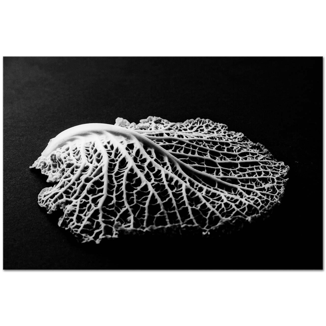 Edward Weston Yaprak Detayı Kanvas Tablo