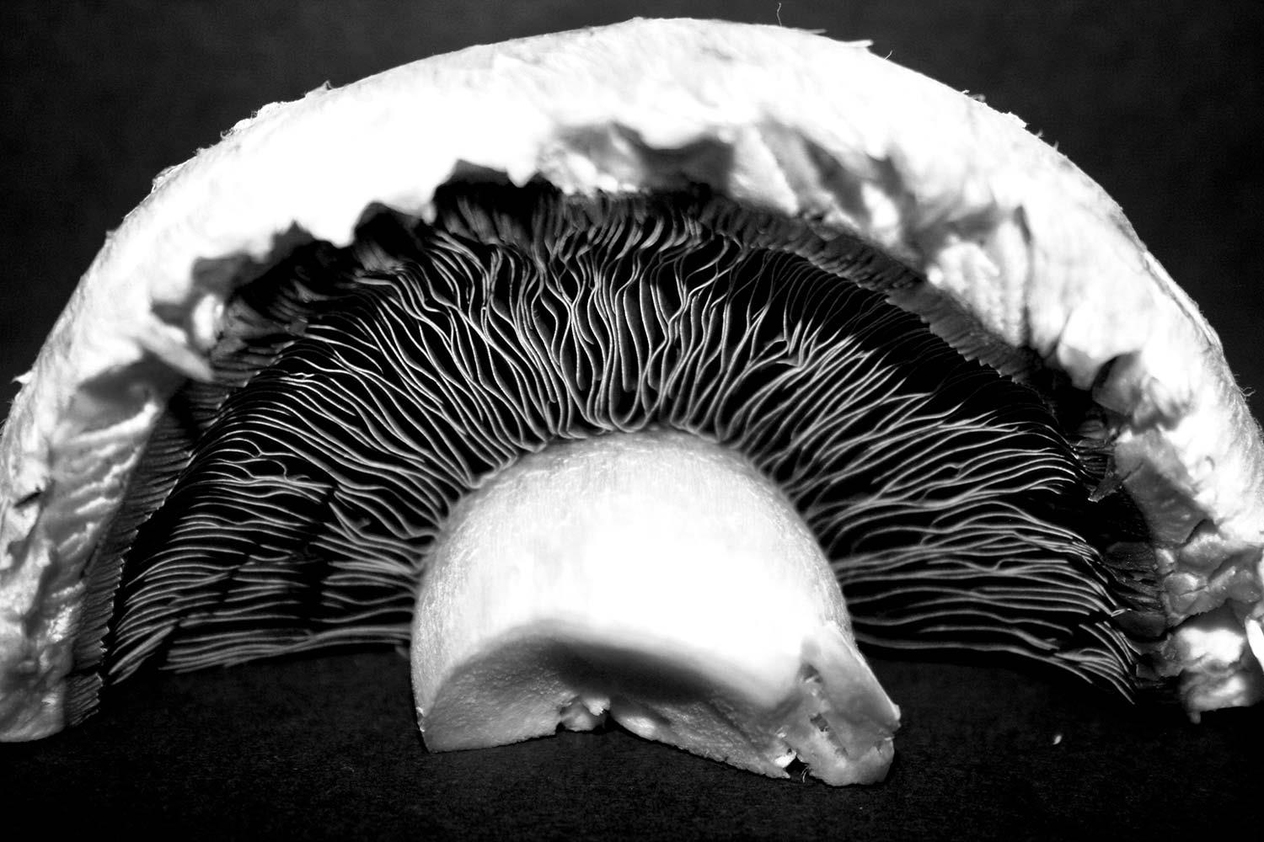 Edward Weston Mantar Kanvas Tablo