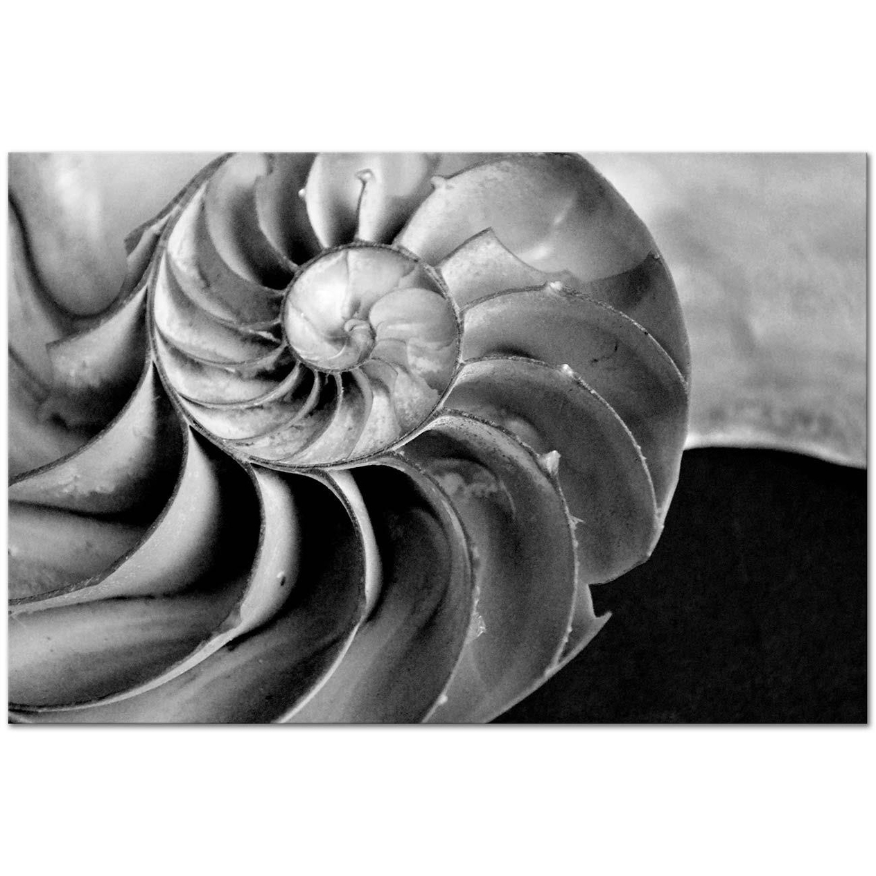 Edward Weston Deniz Kabuğu Kanvas Tablo