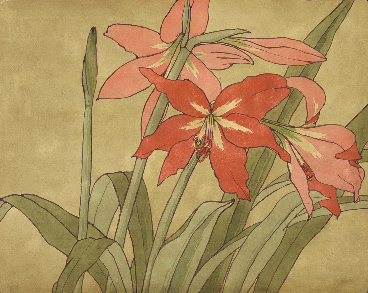 Hannah Borger Overbeck Amaryllis Art Print