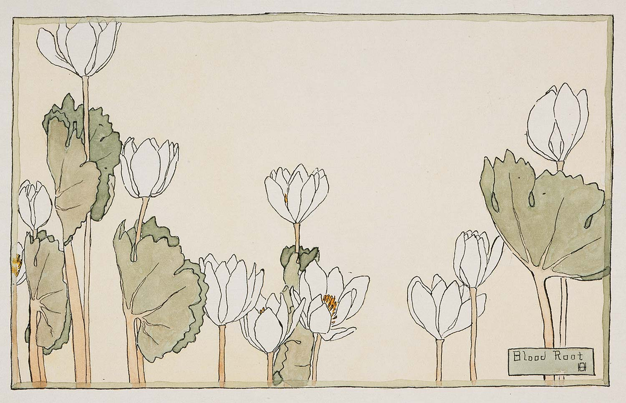 Hannah Borger Overbeck Bloodroot Art Print