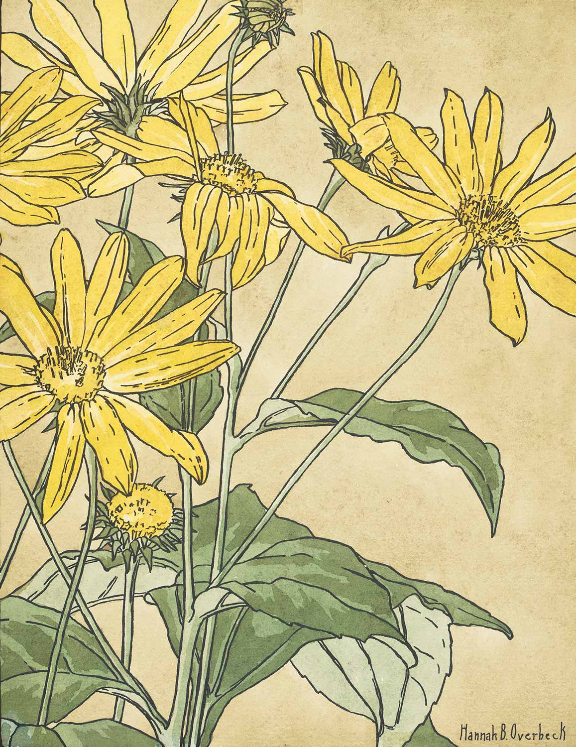 Hannah Borger Overbeck Sunflowers Art Print