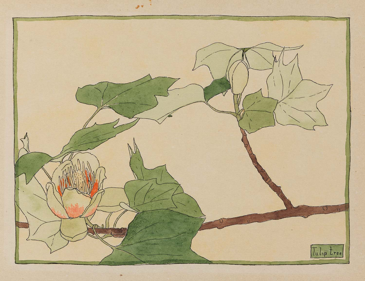 Hannah Borger Overbeck Tulip Tree Art Print