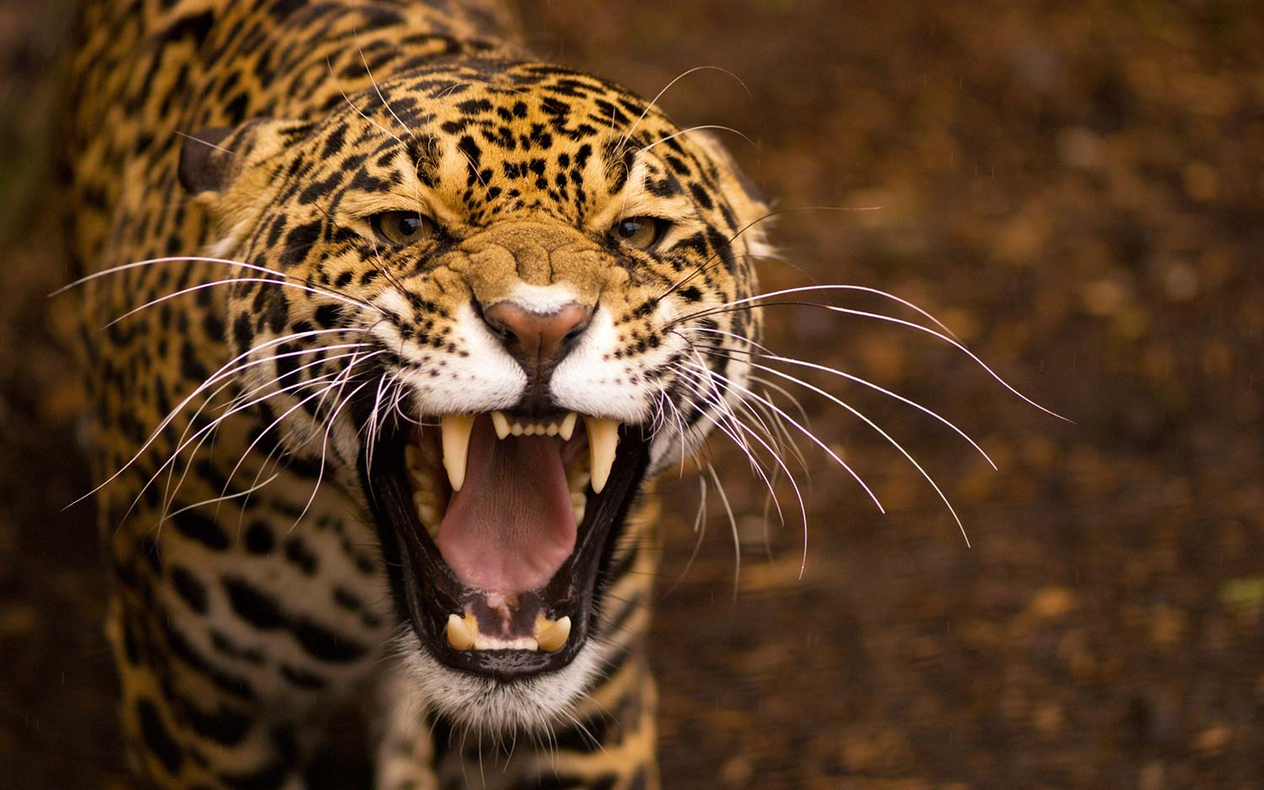 Jaguar Kanvas Tablo