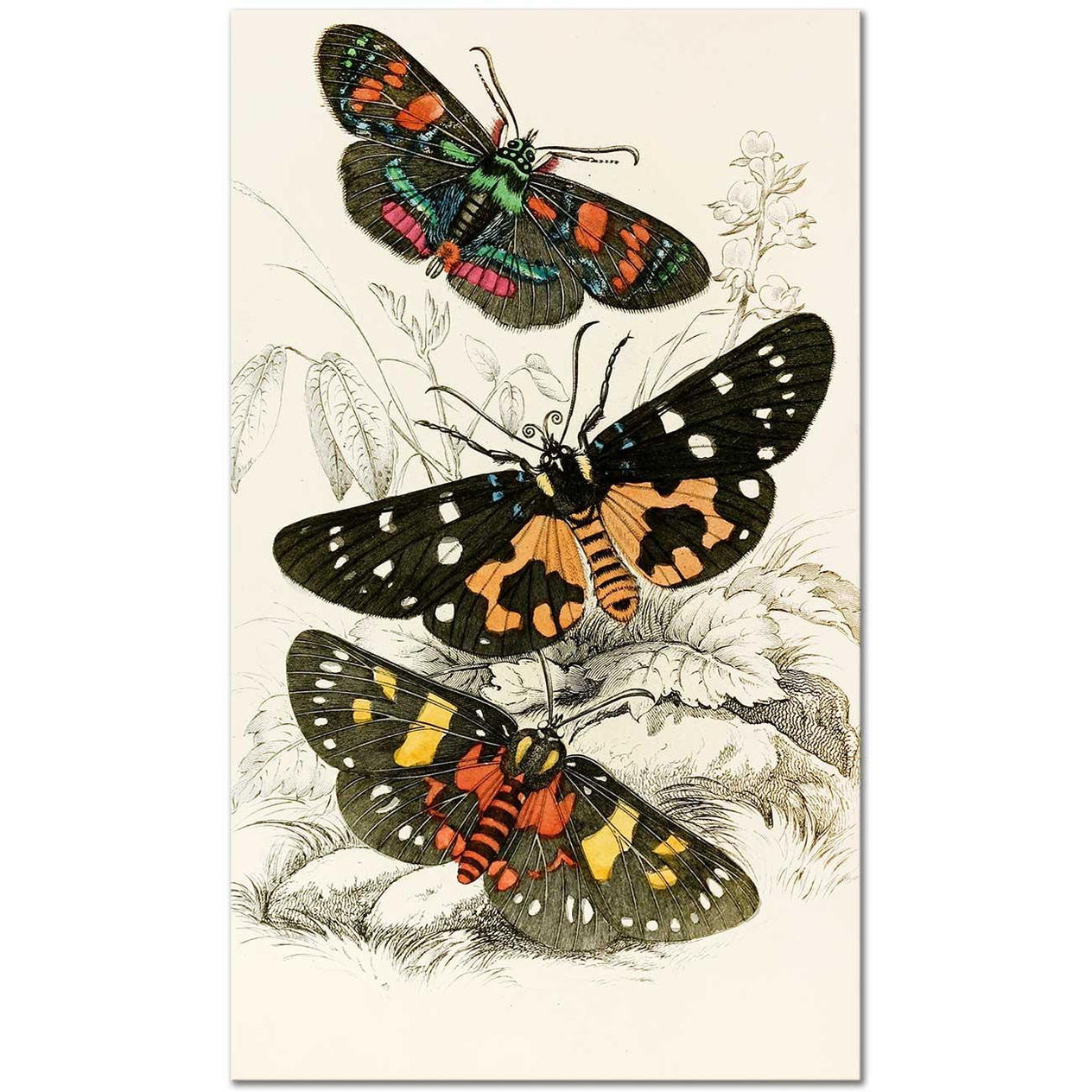 James Duncan Agarista picta, Eusemia lectrix Art Print