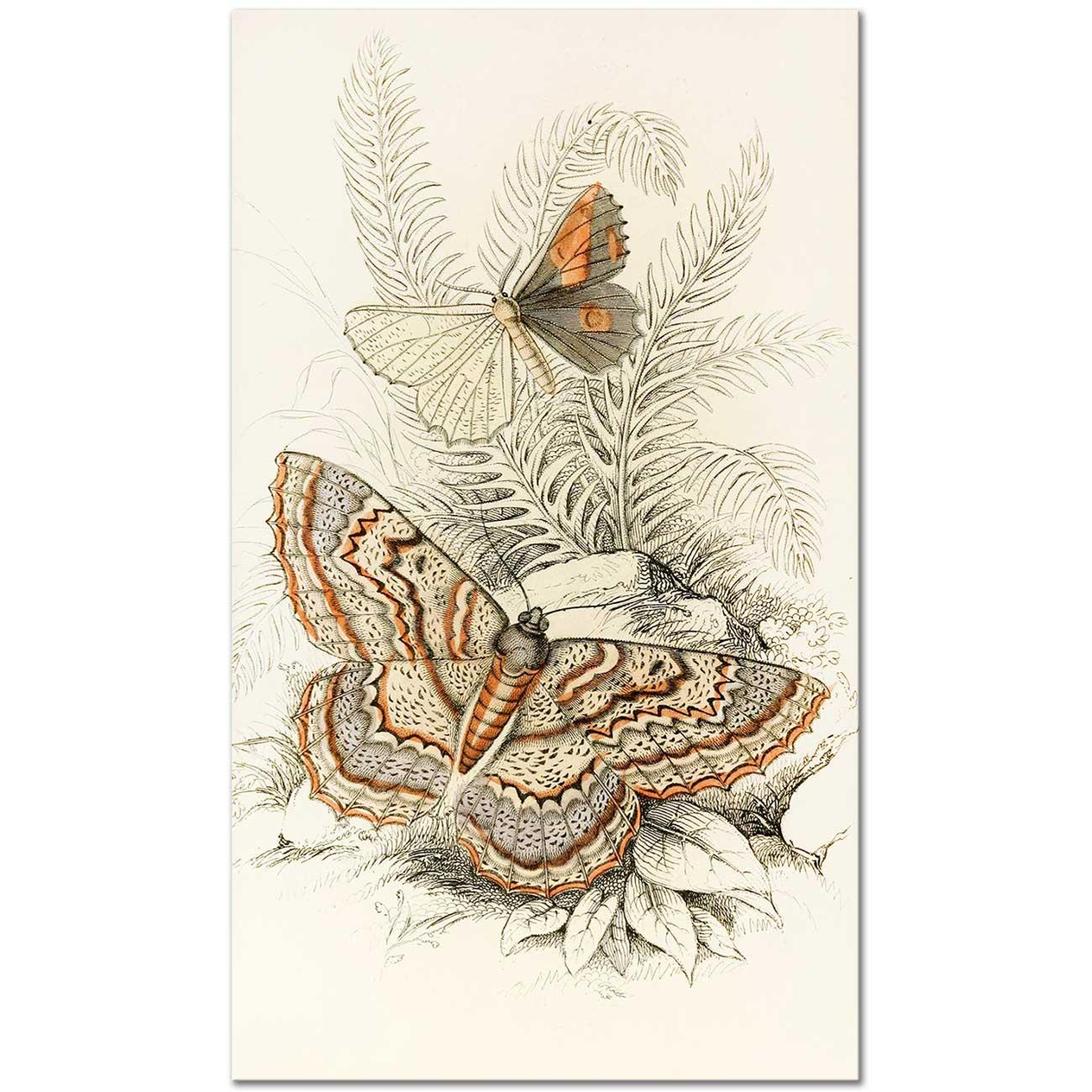 James Duncan Angerona prunaria, Alcis scolopacea Art Print