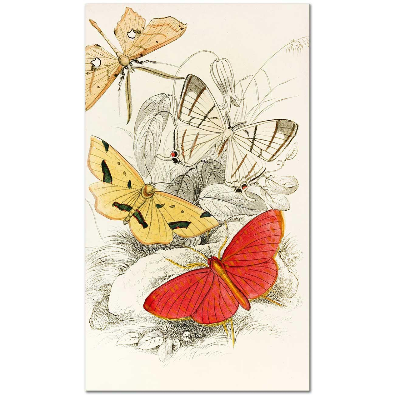 James Duncan Asthenia podaliriaria, Macrotes netrix Art Print
