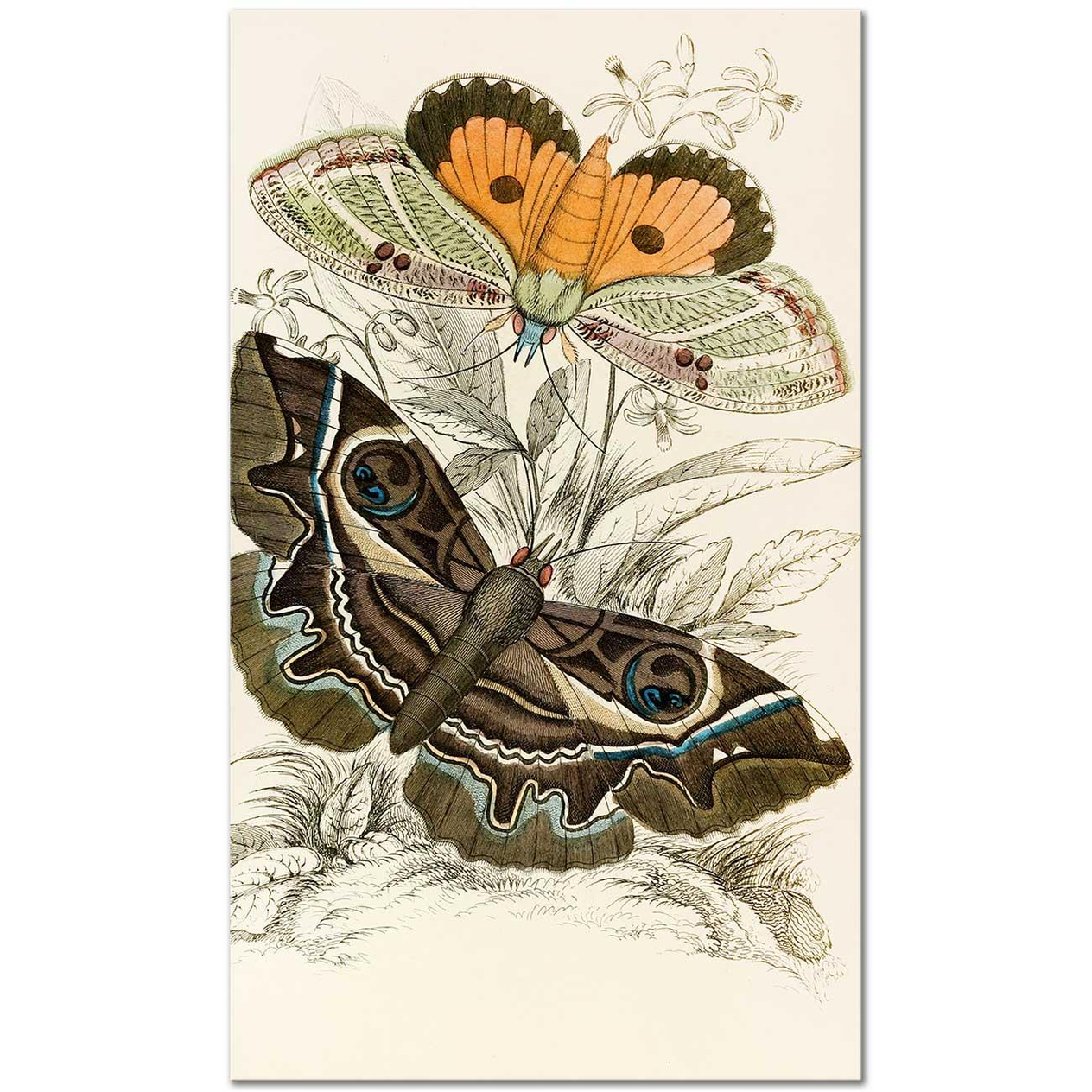 James Duncan Erebus crepuscularis, Triphaena materna Art Print