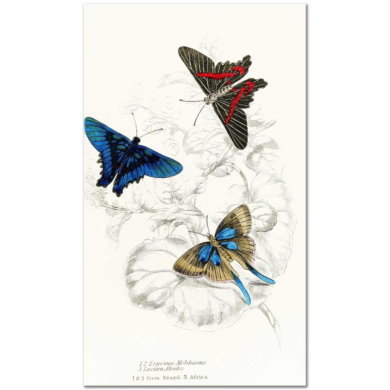 James Duncan Erycina Melibaeus, Laxura Alcides Art Print