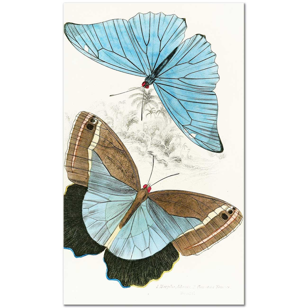 James Duncan Morpho Adonis, Pavonia Teucer Art Print