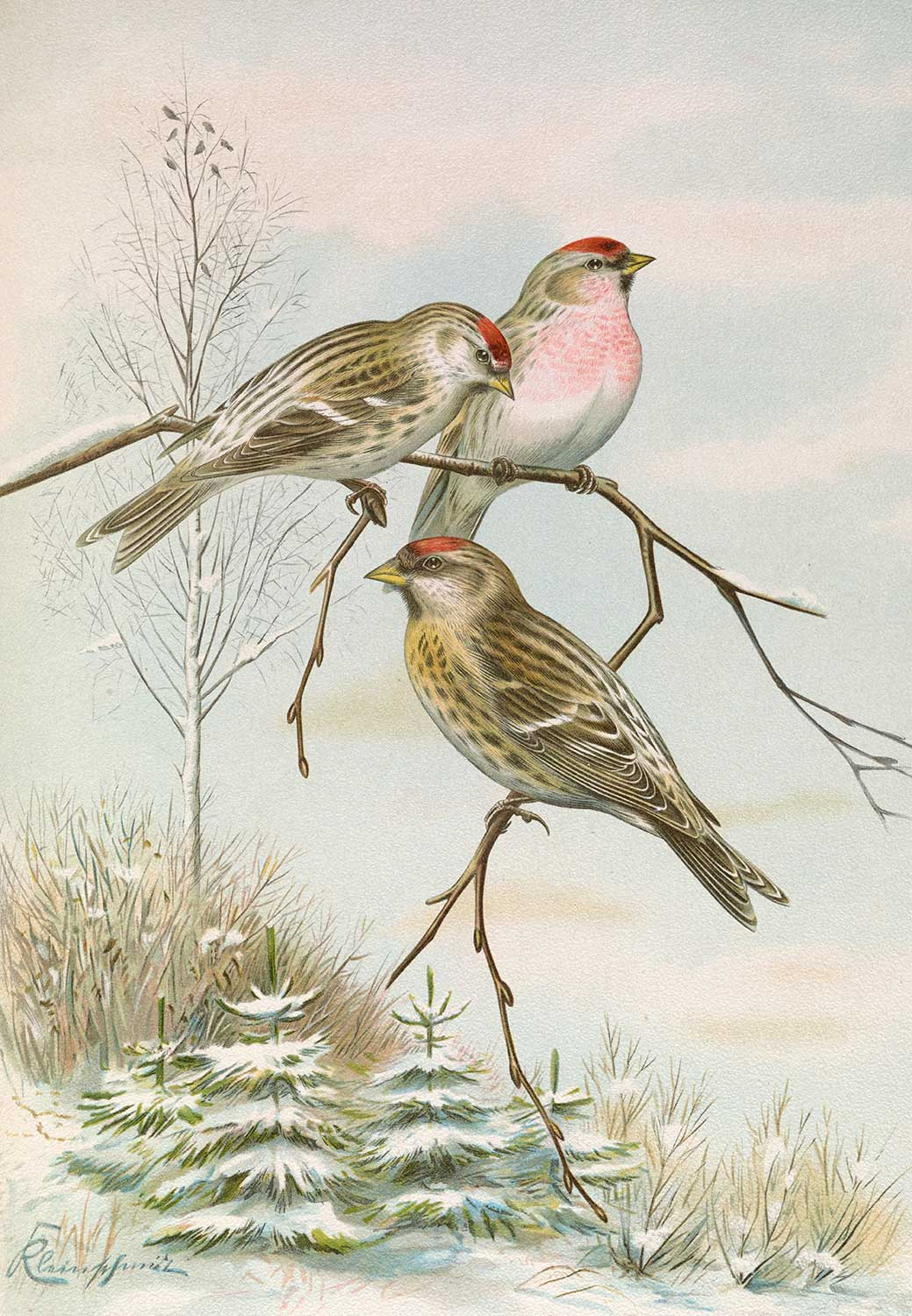 Johann Friedrich Naumann Acanthis Linaria Common Redpoll Art Print