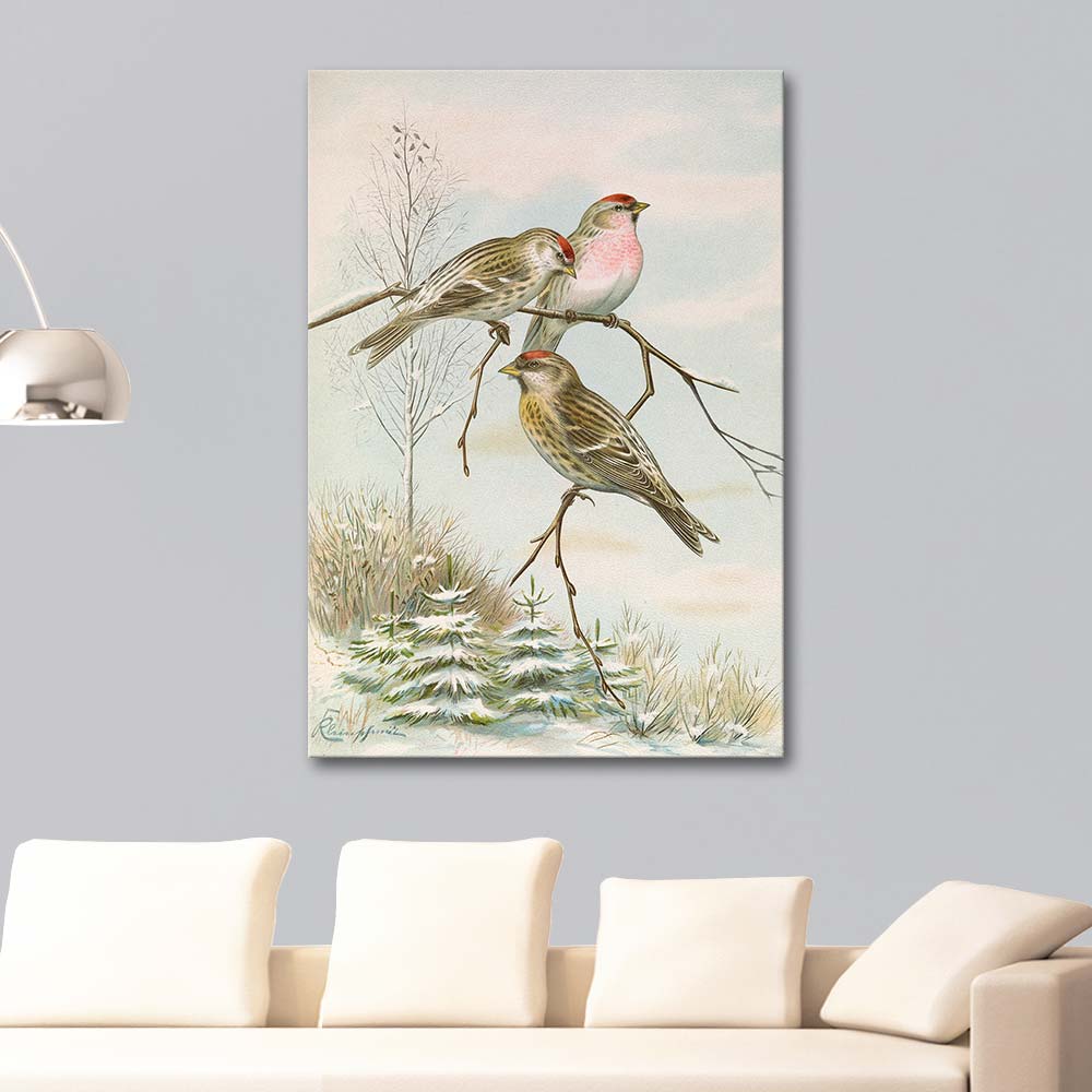Johann Friedrich Naumann Acanthis Linaria Common Redpoll Art Print