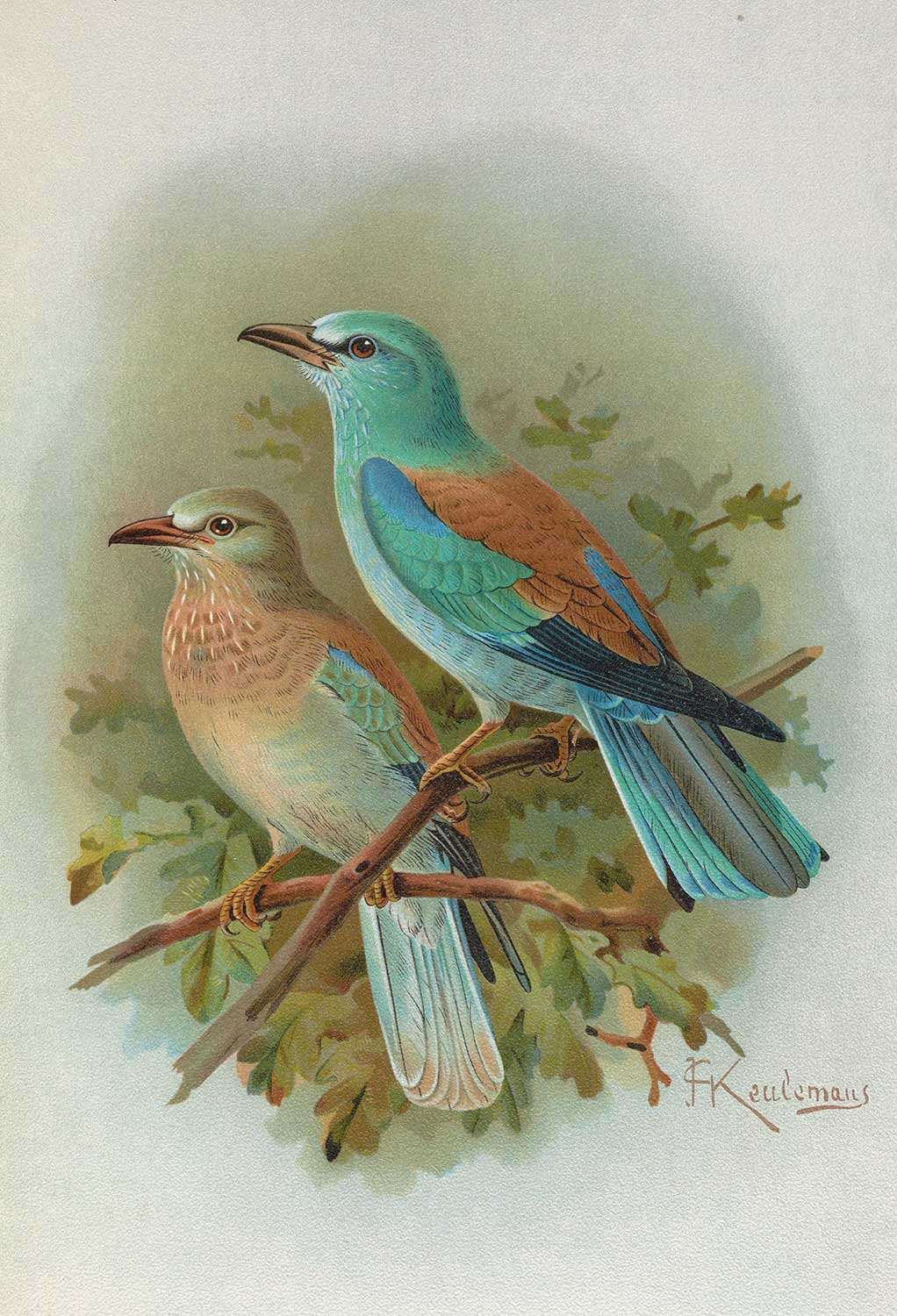 Johann Friedrich Naumann Coracias Garrulus European Roller Art Print