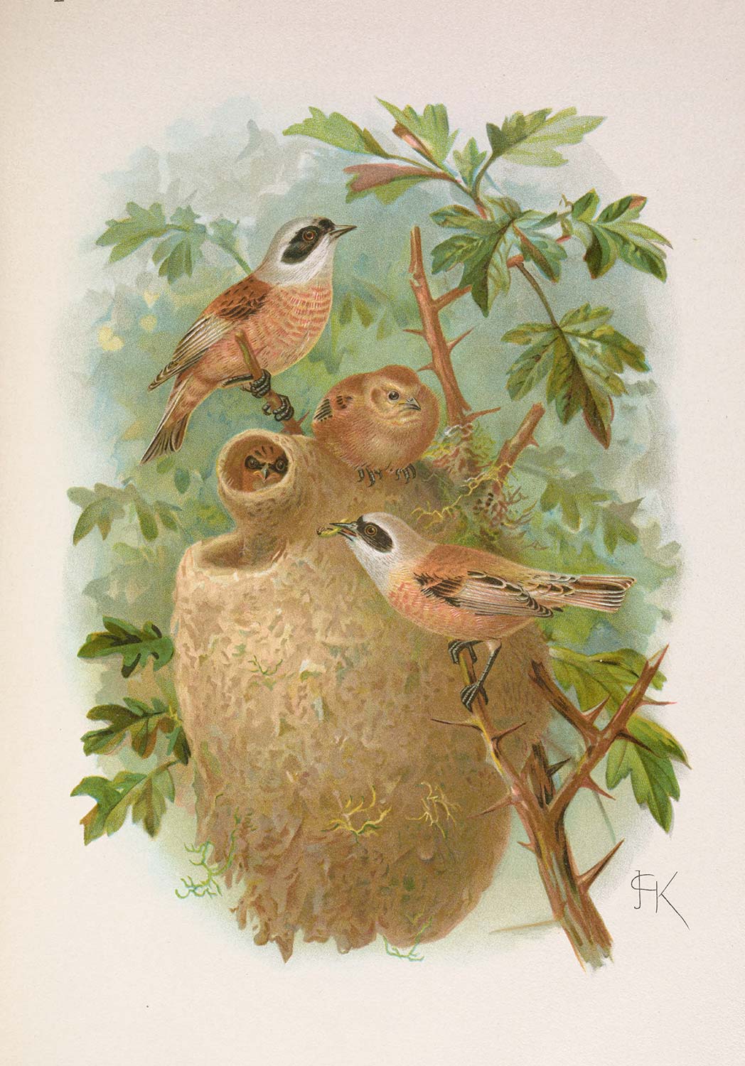 Johann Friedrich Naumann Remizus Pendulinus - Eurasian Penduline Art Print