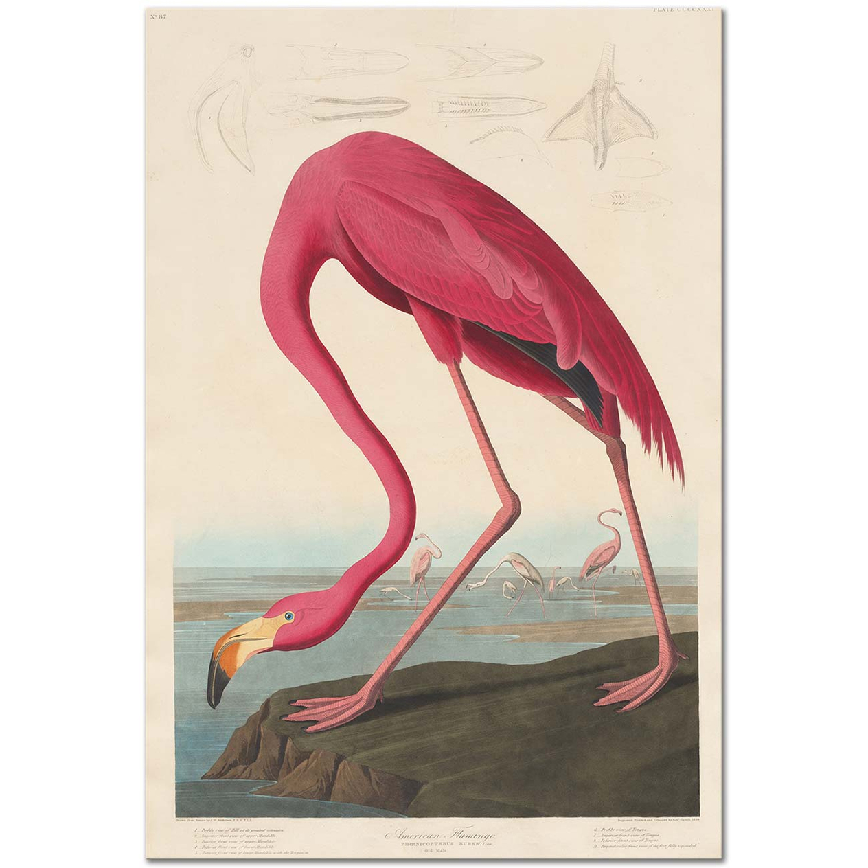 John James Audubon American Flamingo Art Print