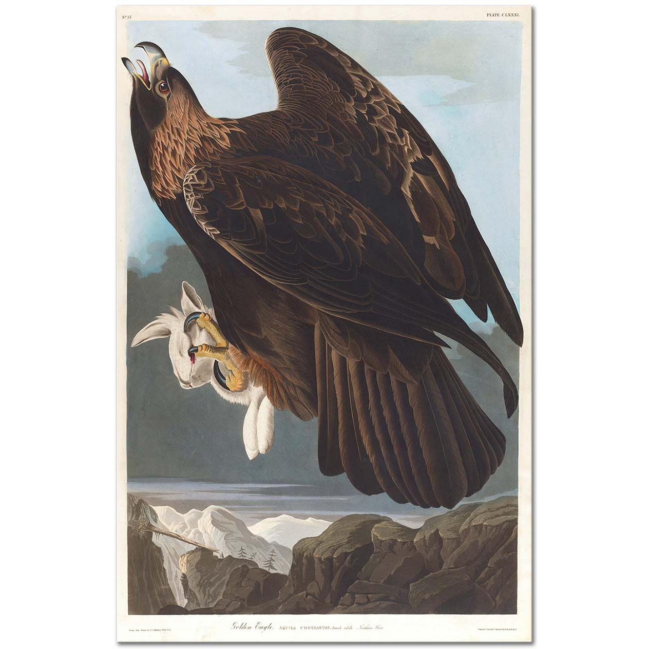 John James Audubon Golden Eagle Art Print