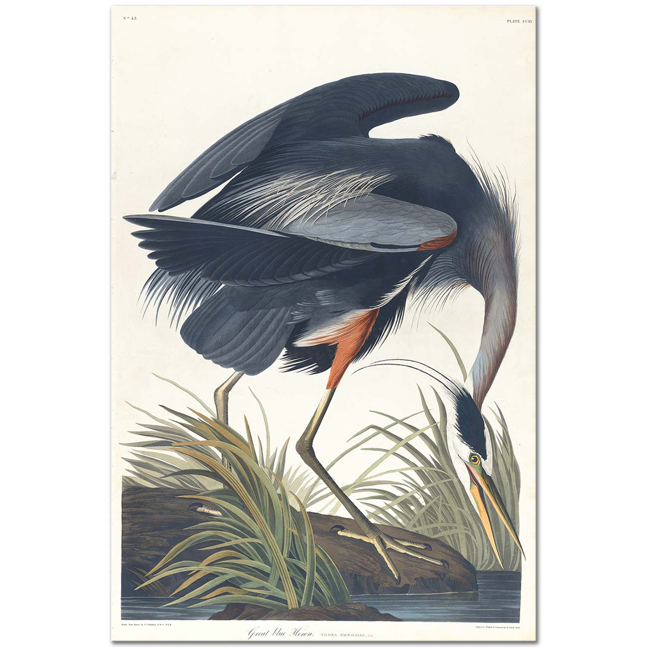 John James Audubon Great Blue Heron Art Print