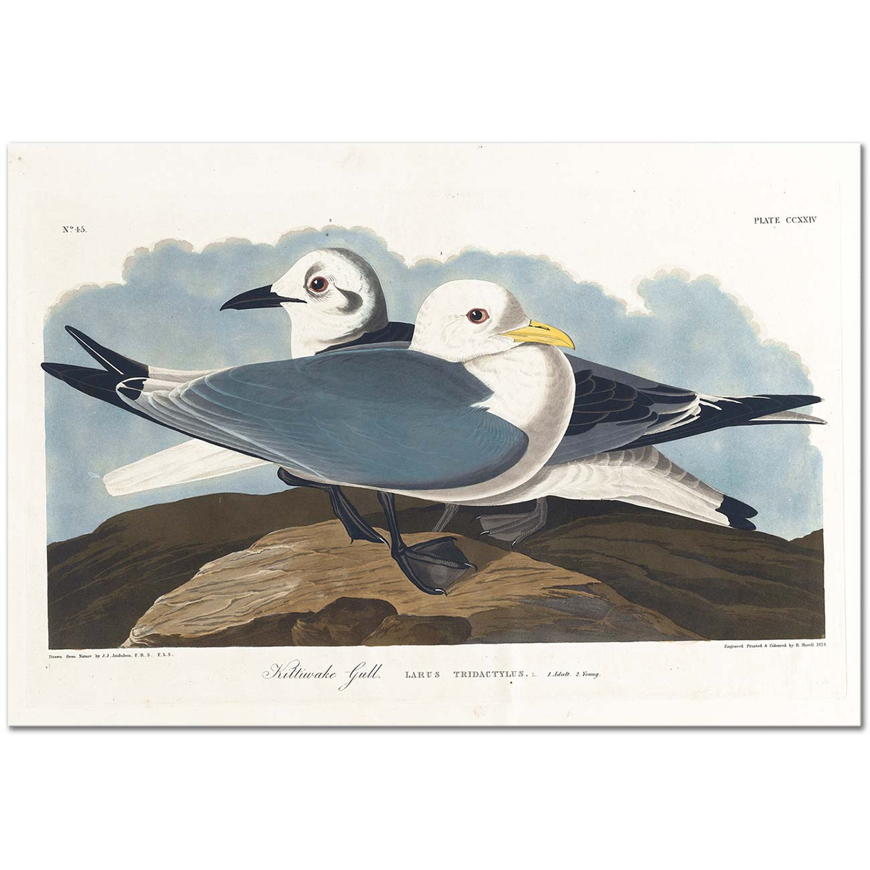 John James Audubon Martılar Kanvas Tablo