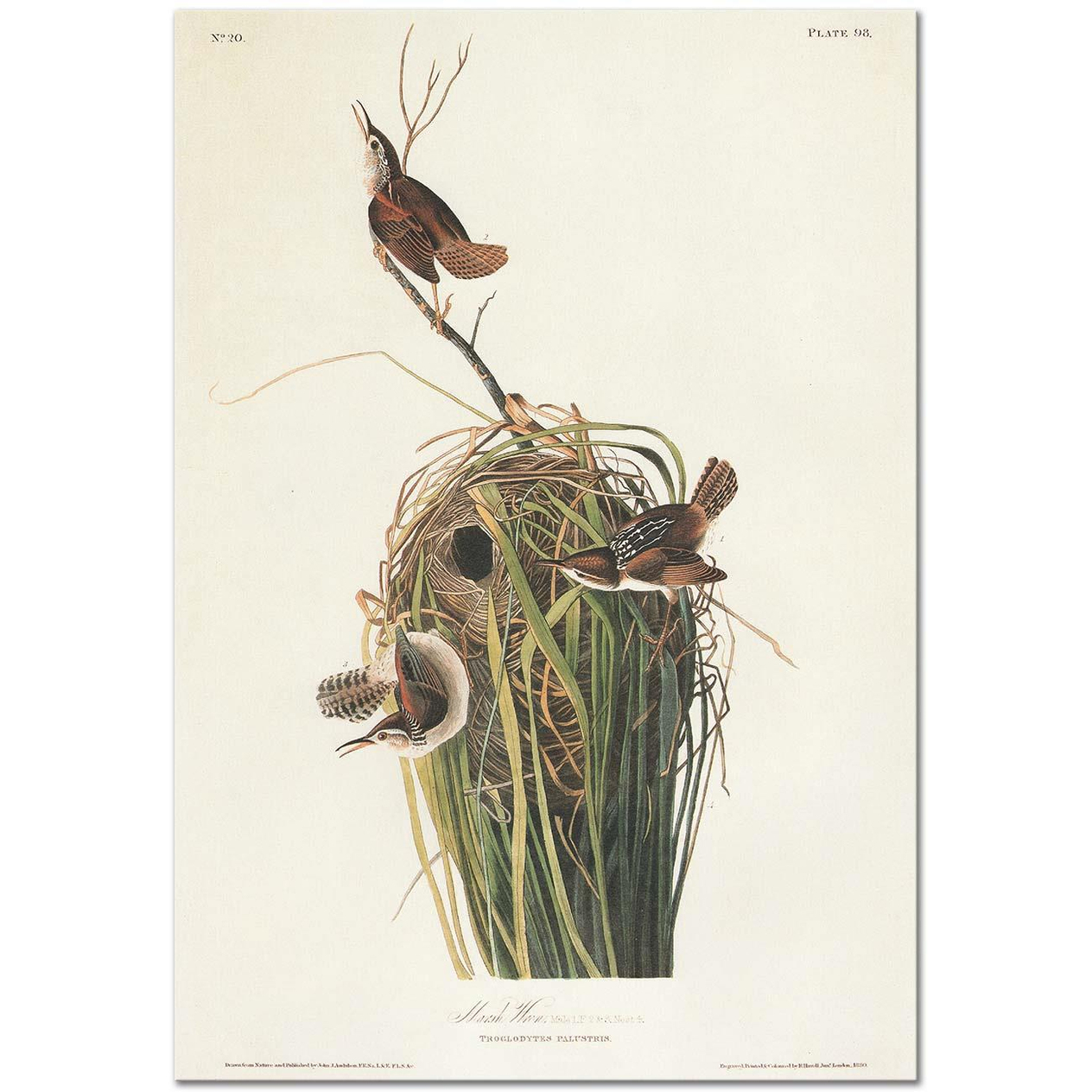 John James Audubon Çalıkuşu Kanvas Tablo