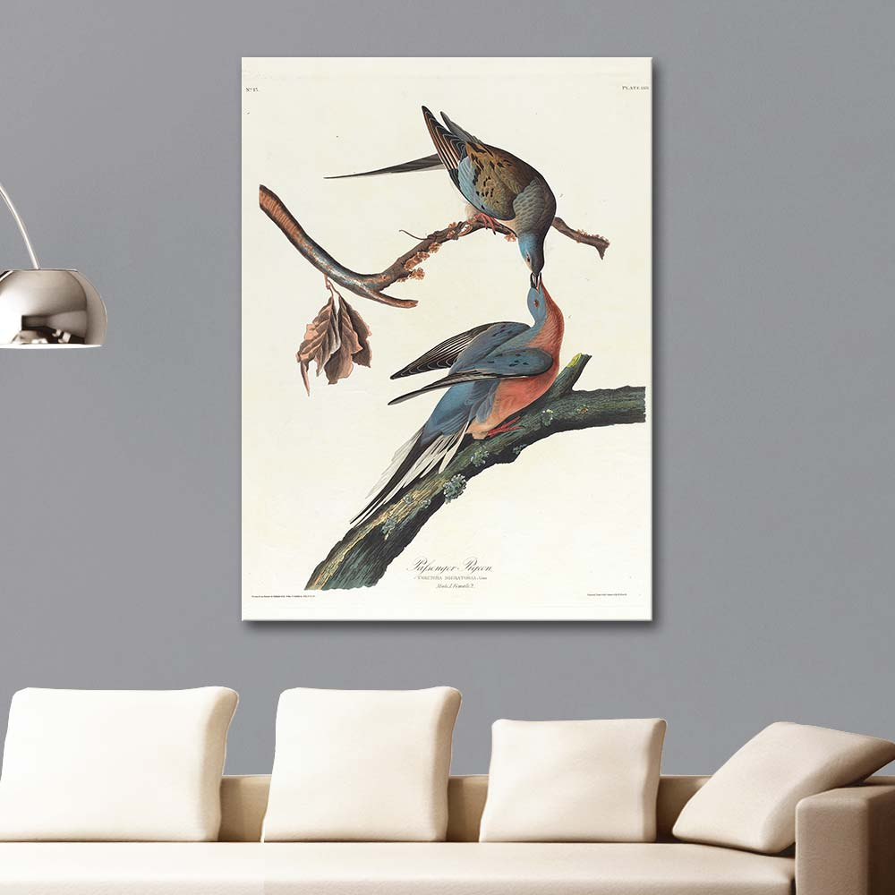 John James Audubon Yolcu Güvercin Kanvas Tablo