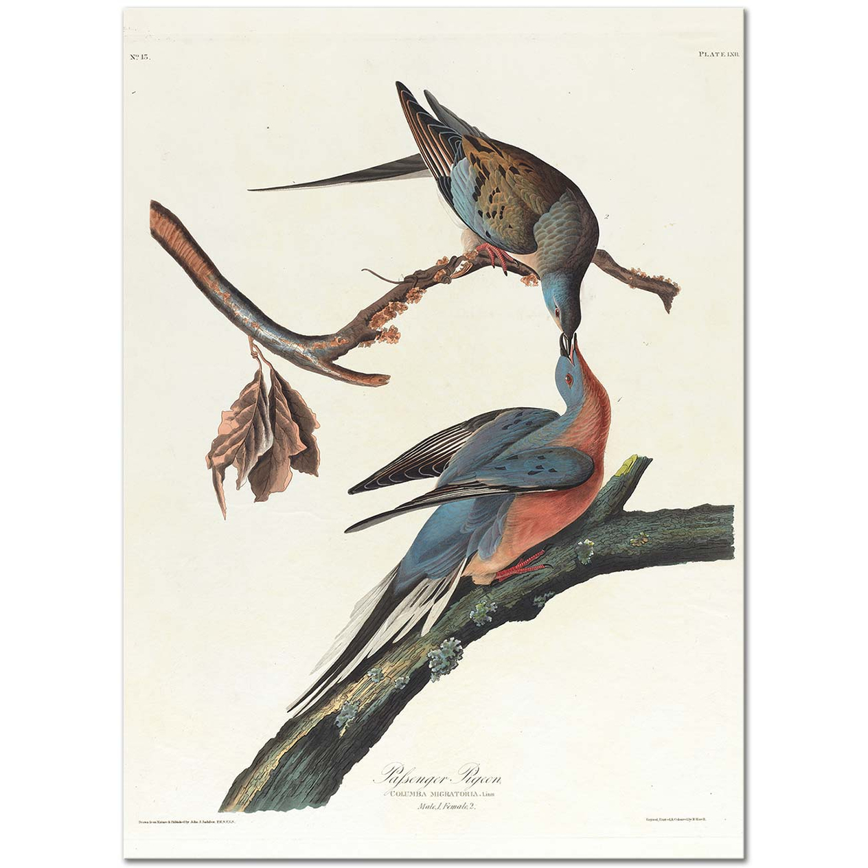John James Audubon Yolcu Güvercin Kanvas Tablo