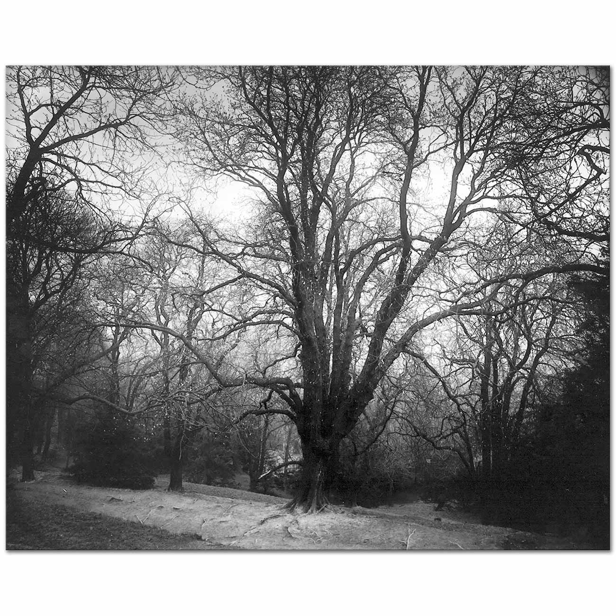 Josef Sudek Forest Art Print