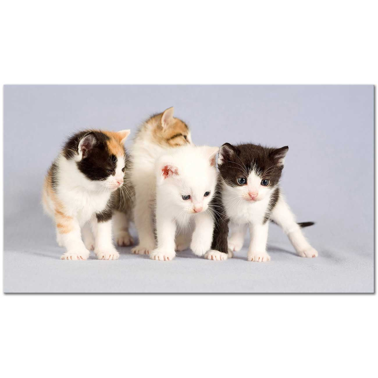 Kedi Yavruları Kanvas Tablo