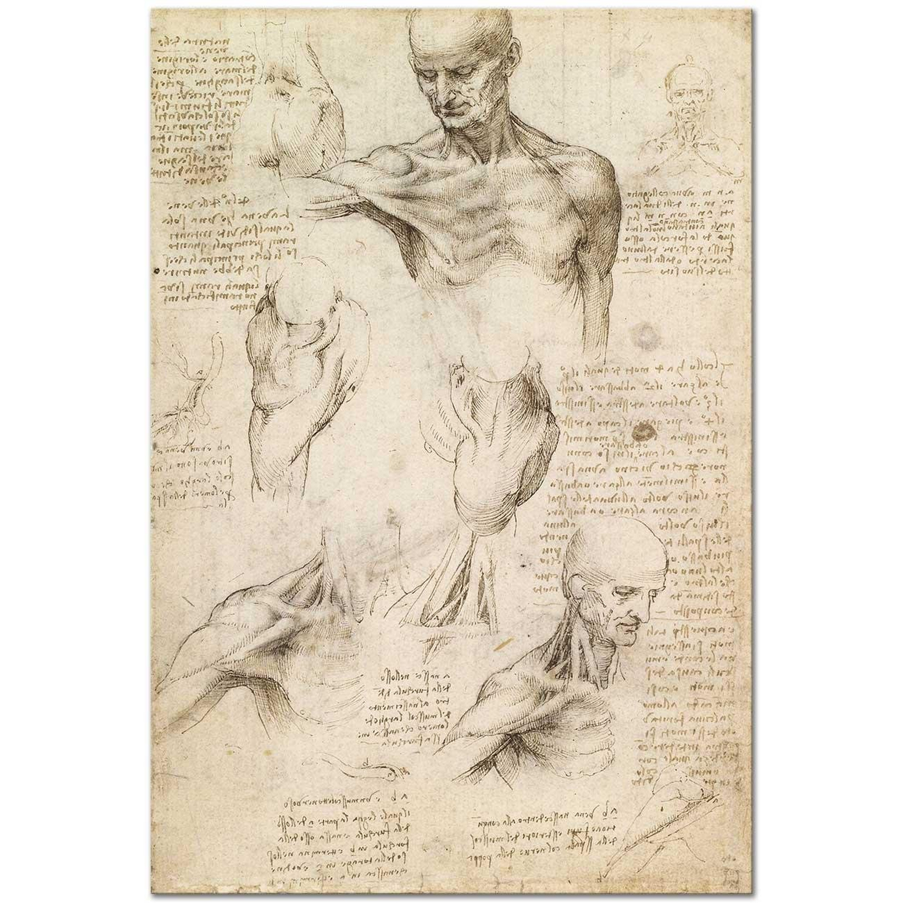Leonardo Da Vinci Anatomi Etüdleri Erkek Omuzu Kanvas Tablo