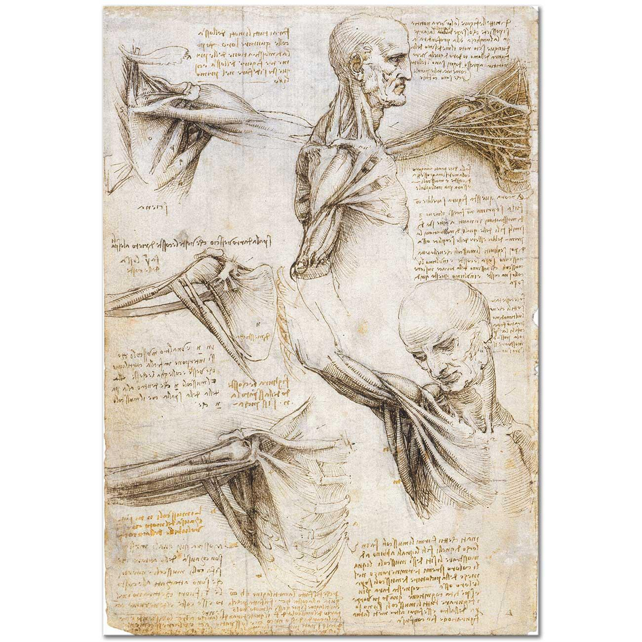 Leonardo Da Vinci Anatomi Çalışmaları Kanvas Tablo