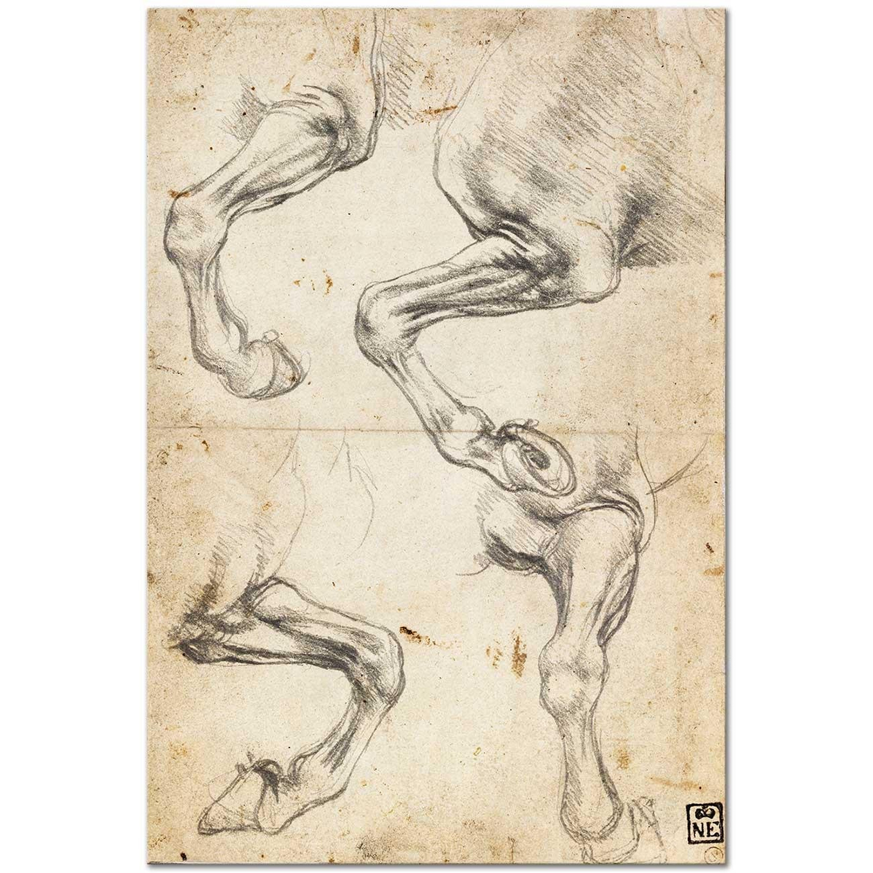 Leonardo da Vinci Studies of Horse's Leg Art Print