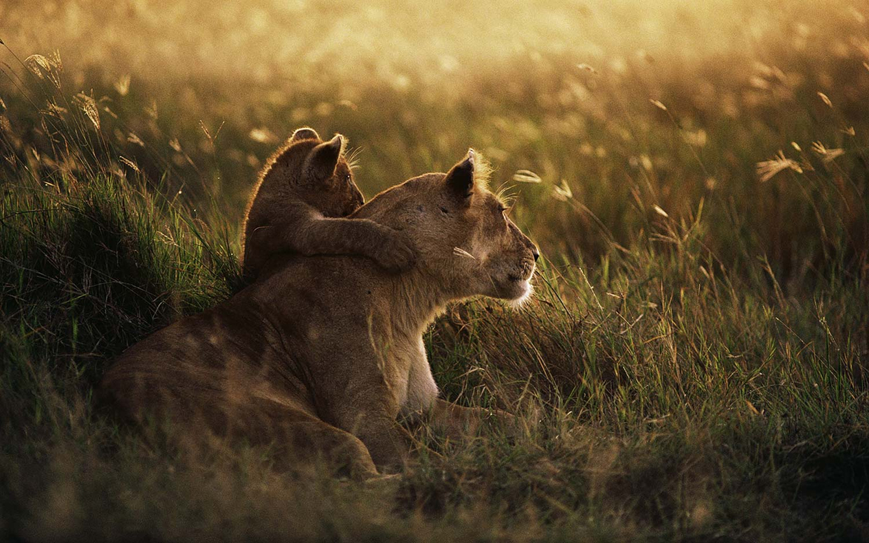 Lion And Cub Art Print