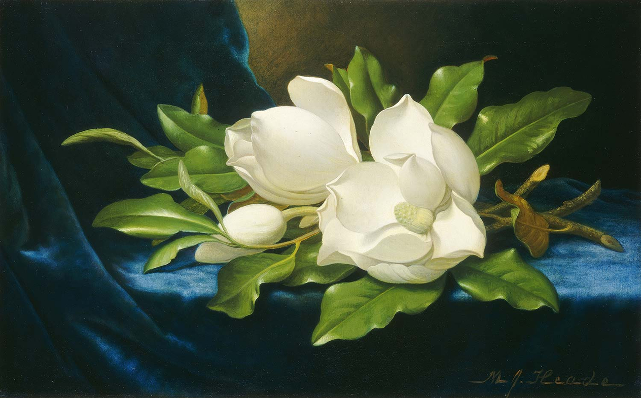 Martin Johnson Heade Mavi Kadifede İri Manolyalar Kanvas Tablo