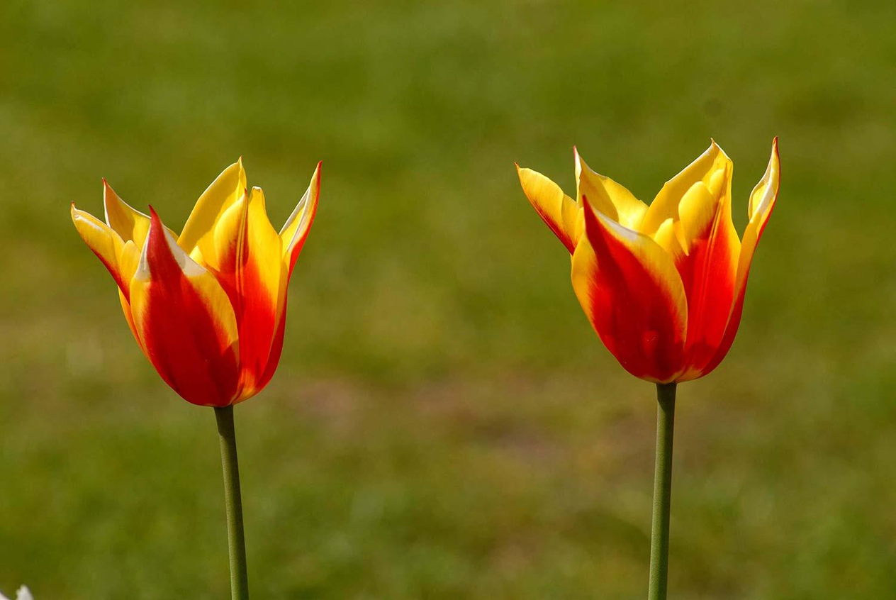 Mustafa Yilmaz Tulips Art Print