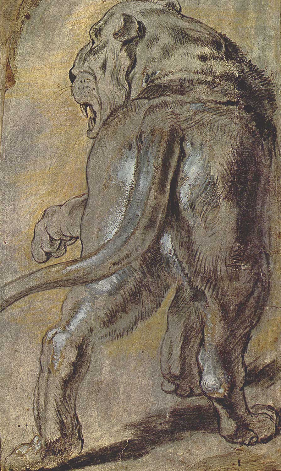 Peter Paul Rubens Lioness Art Print