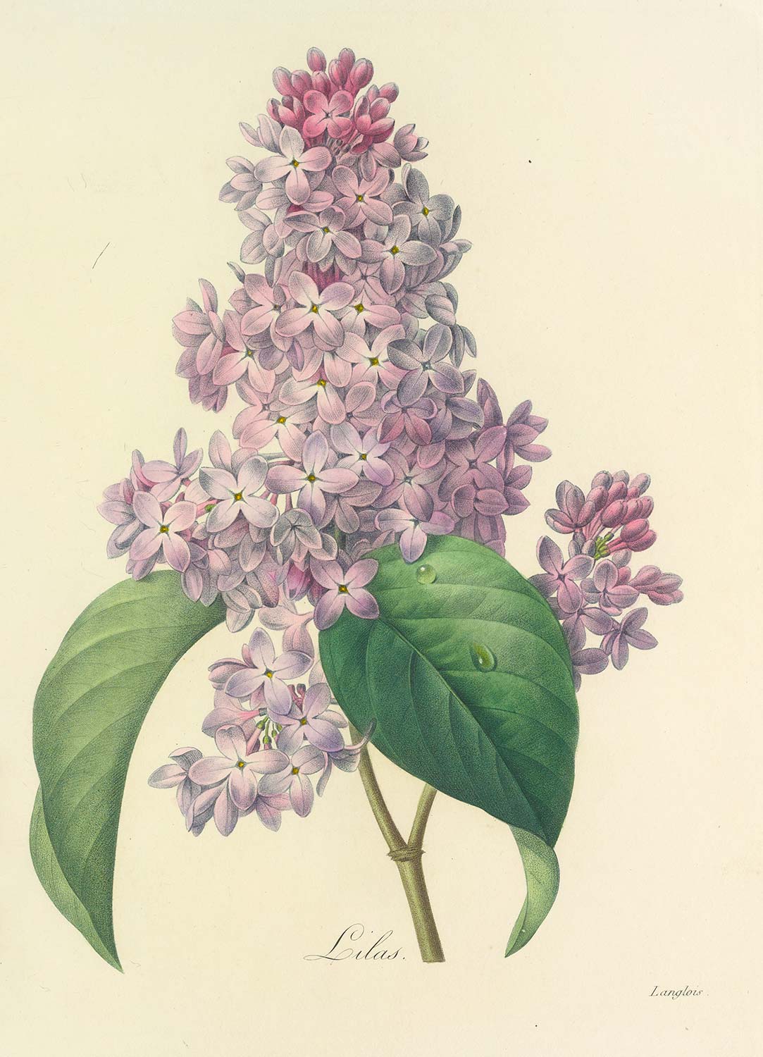 Pierre Joseph Redoute Lilac Art Print