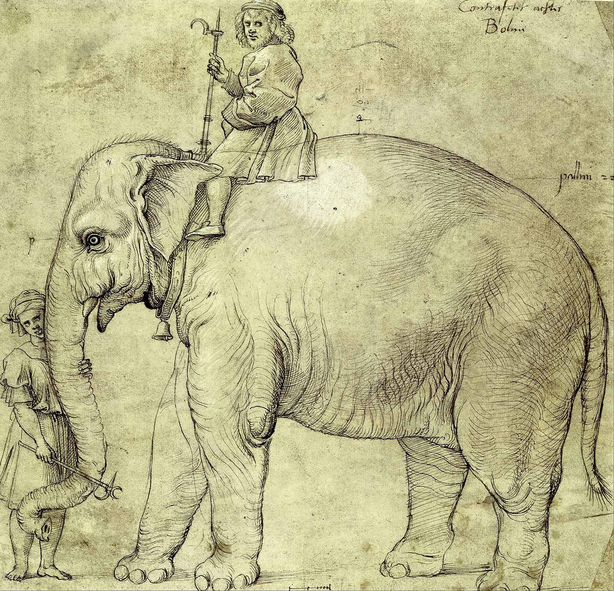 Raphael The Elephant Hanno Art Print