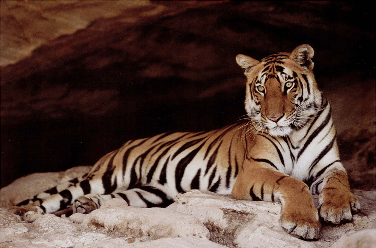 Resting Tiger Art Print
