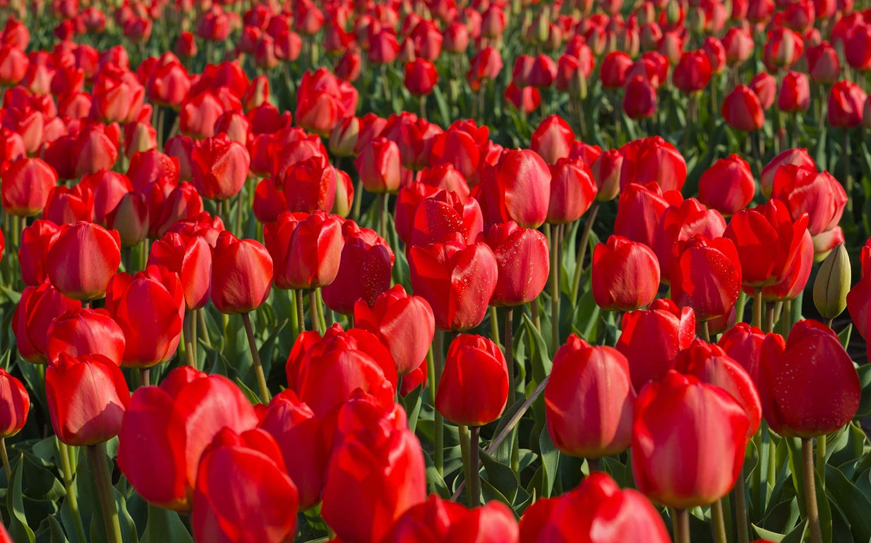 Tulip Fields Art Print