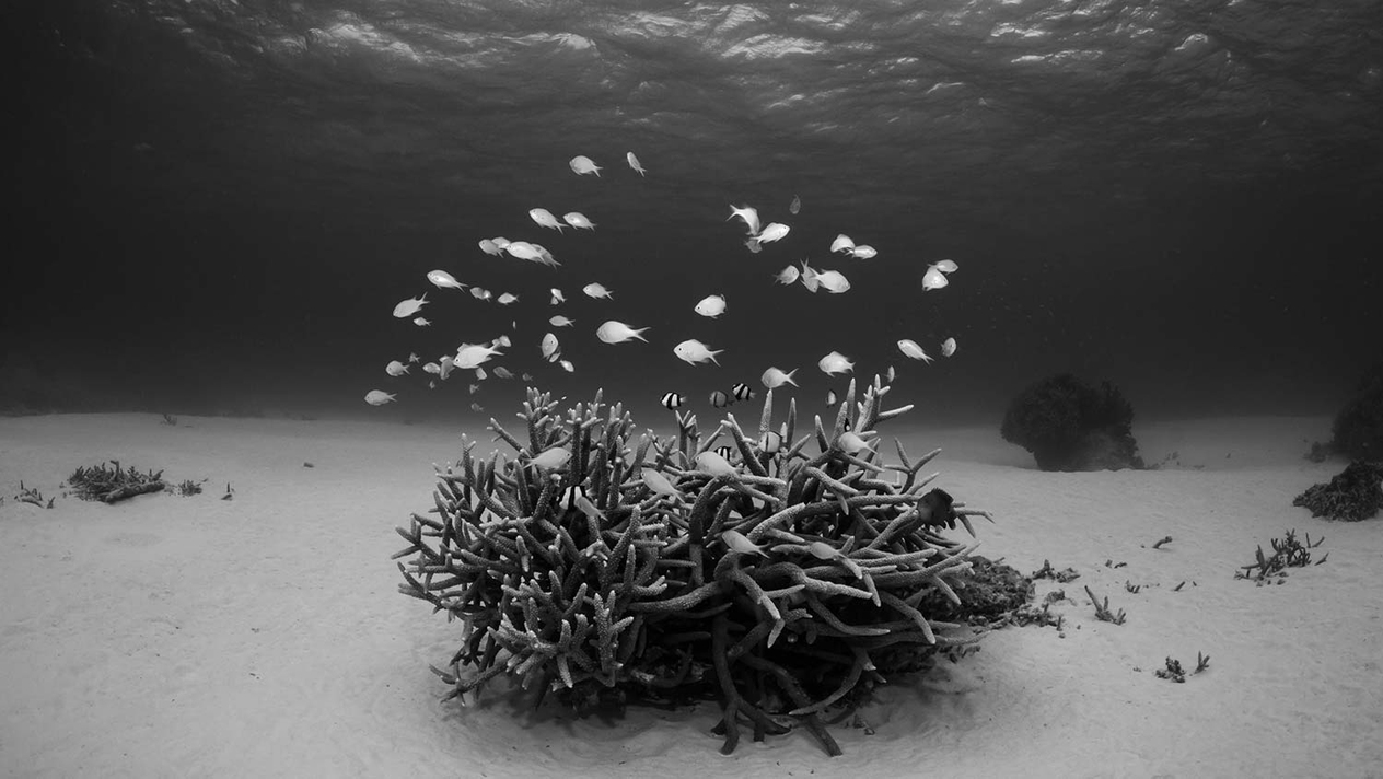 Underwater Art Print