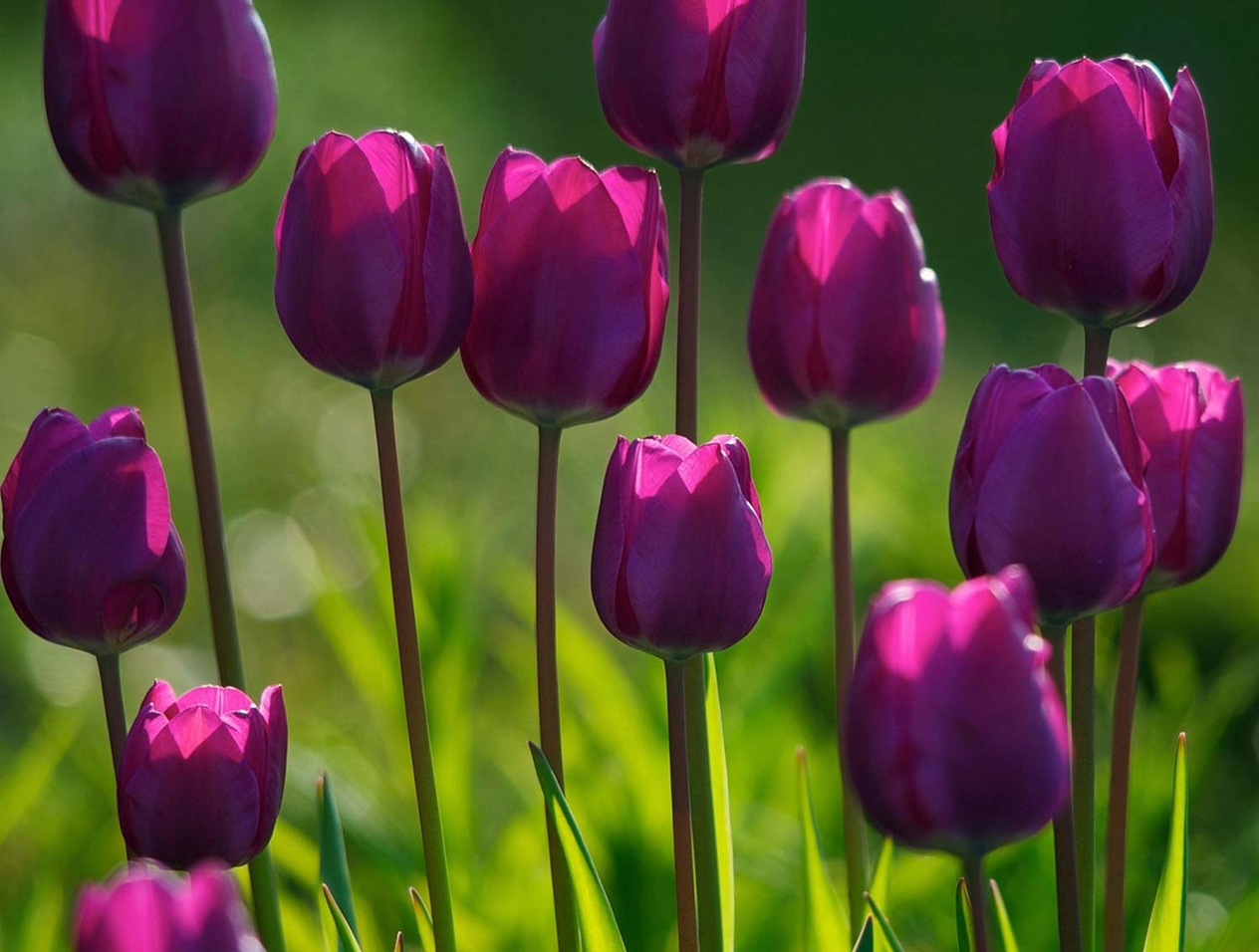 Violet Tulips Art Print
