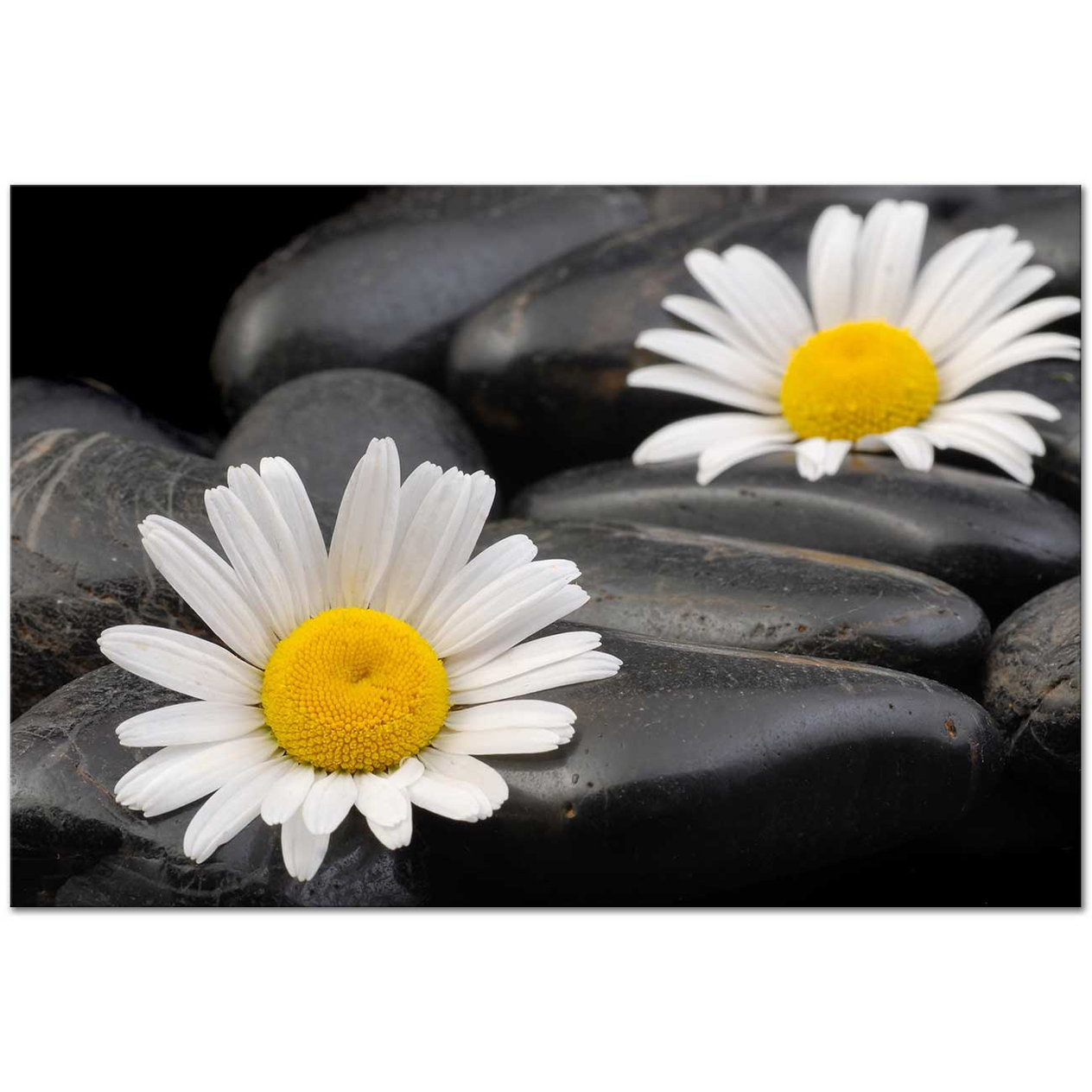 White Daisy Composition Art Print
