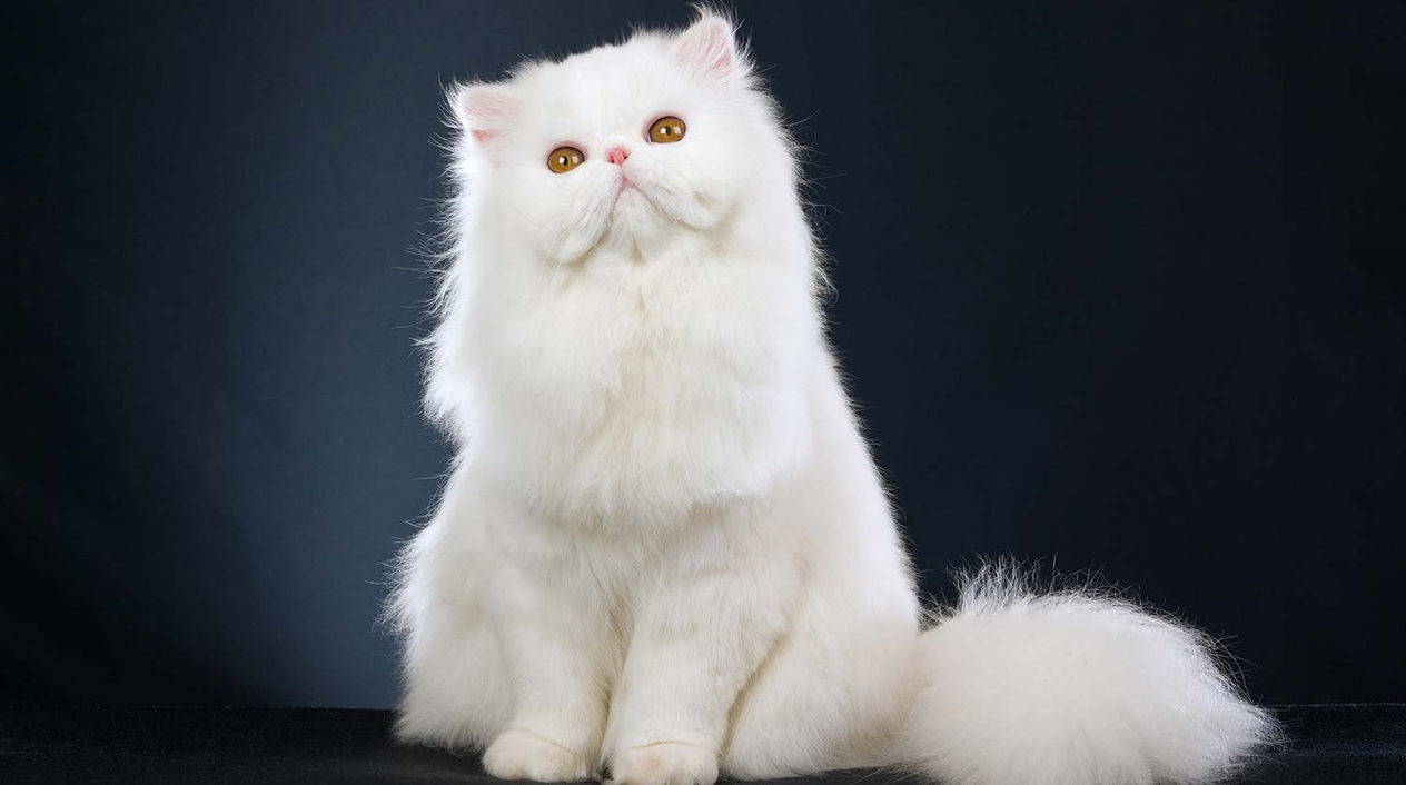 White Fluffy Cat Art Print